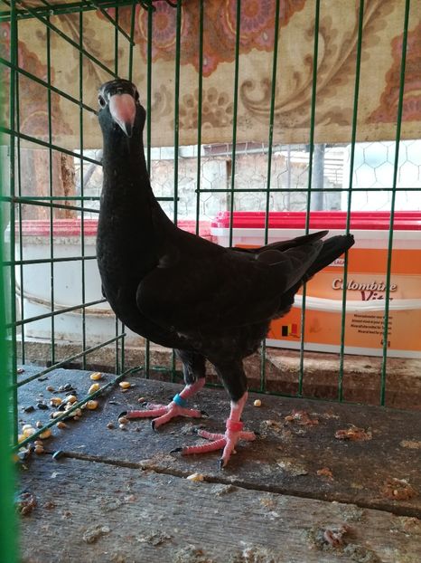  - Tineret germani 2018