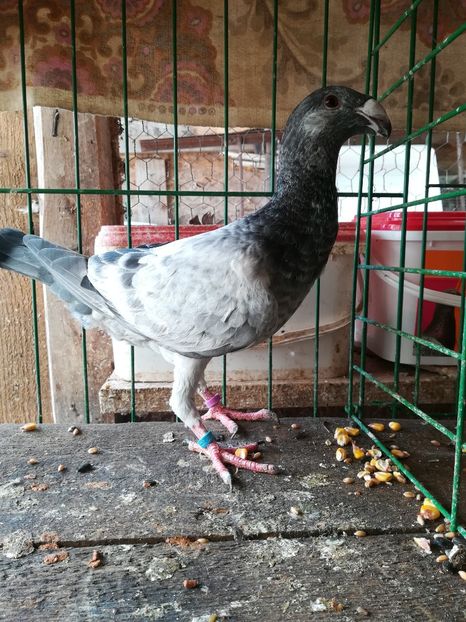  - Tineret germani 2018