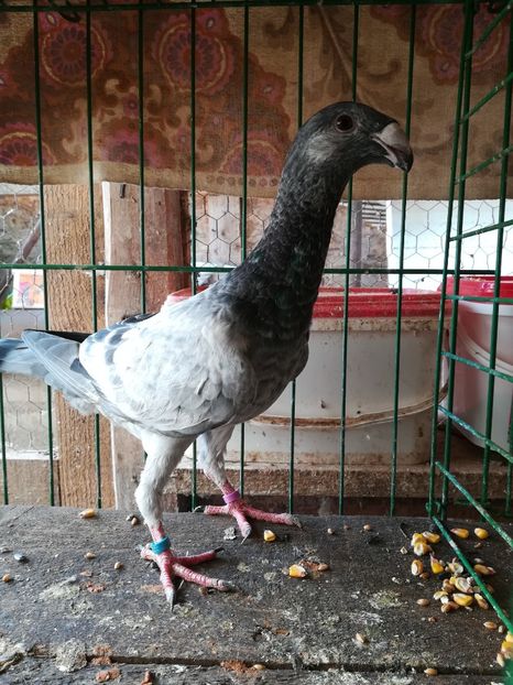  - Tineret germani 2018