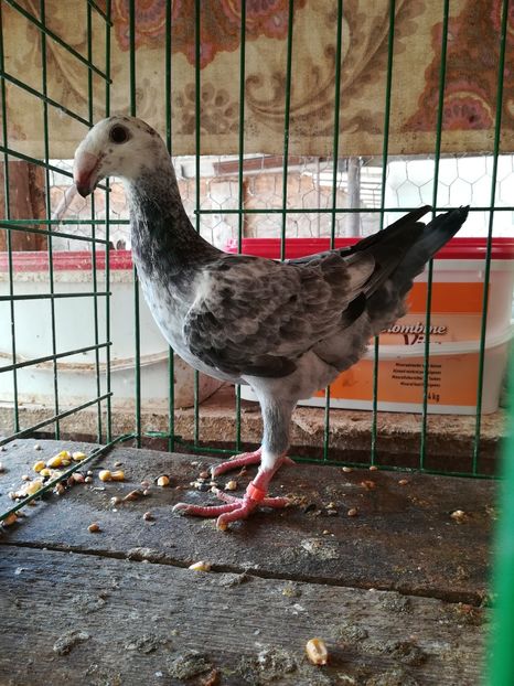  - Tineret germani 2018