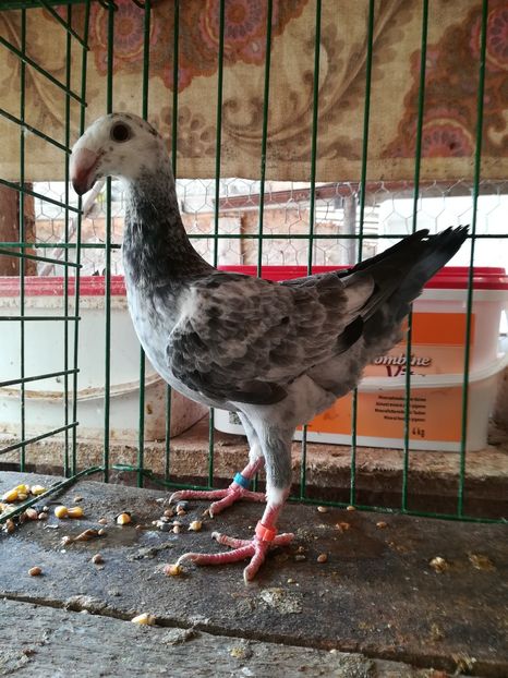  - Tineret germani 2018