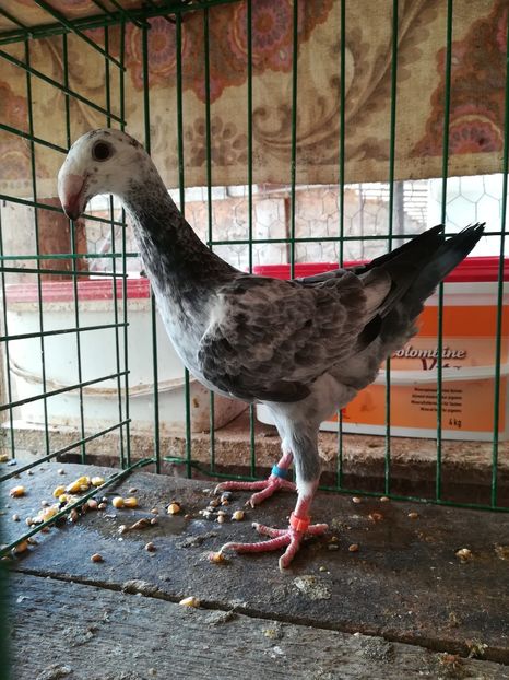  - Tineret germani 2018