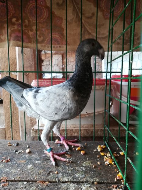  - Tineret germani 2018