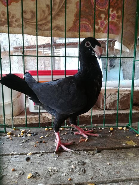  - Tineret germani 2018