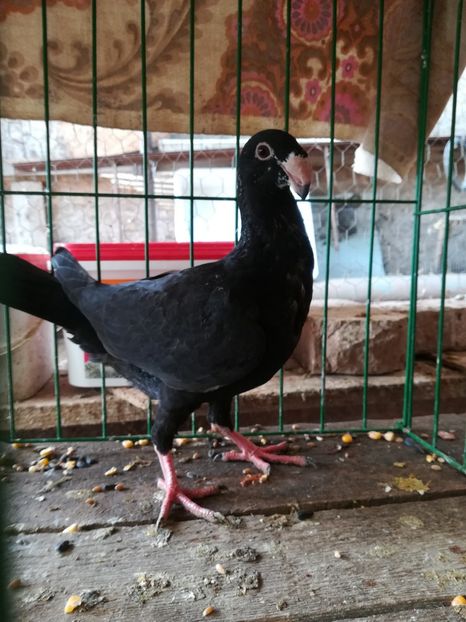  - Tineret germani 2018