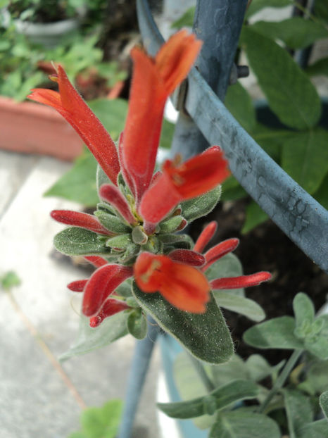dicliptera , iunie 2018 - Vara