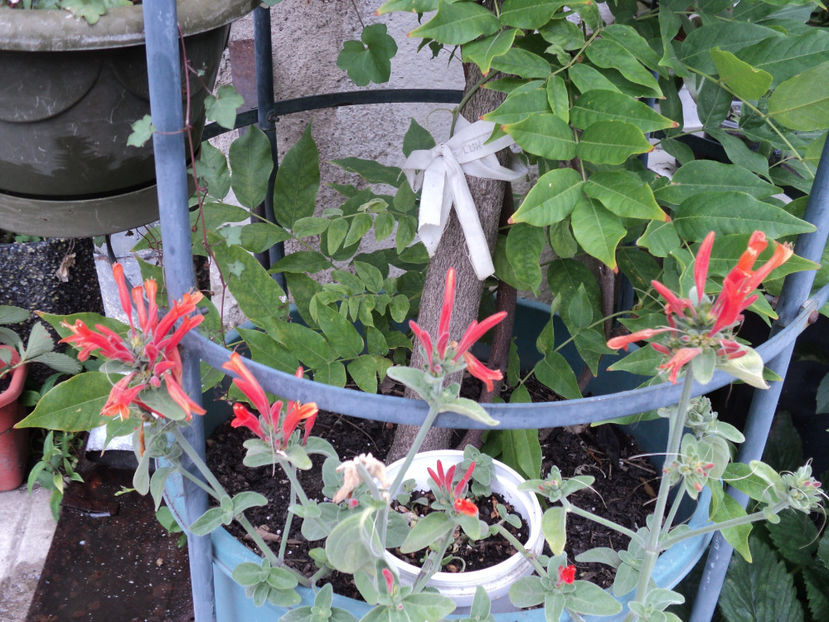 poze 2015 325 - Vara