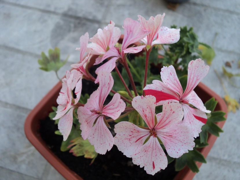 iunie 2018 - Muscate 2017-2018- 2019-2020-2023-2024 - 2025