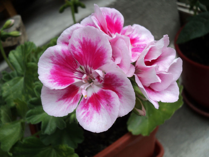 poze 2015 066 - Muscate 2017-2018- 2019-2020-2023-2024 - 2025