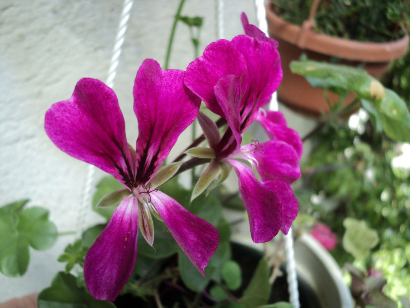 poze 2015 215 - Muscate 2017-2018- 2019-2020-2023-2024 - 2025