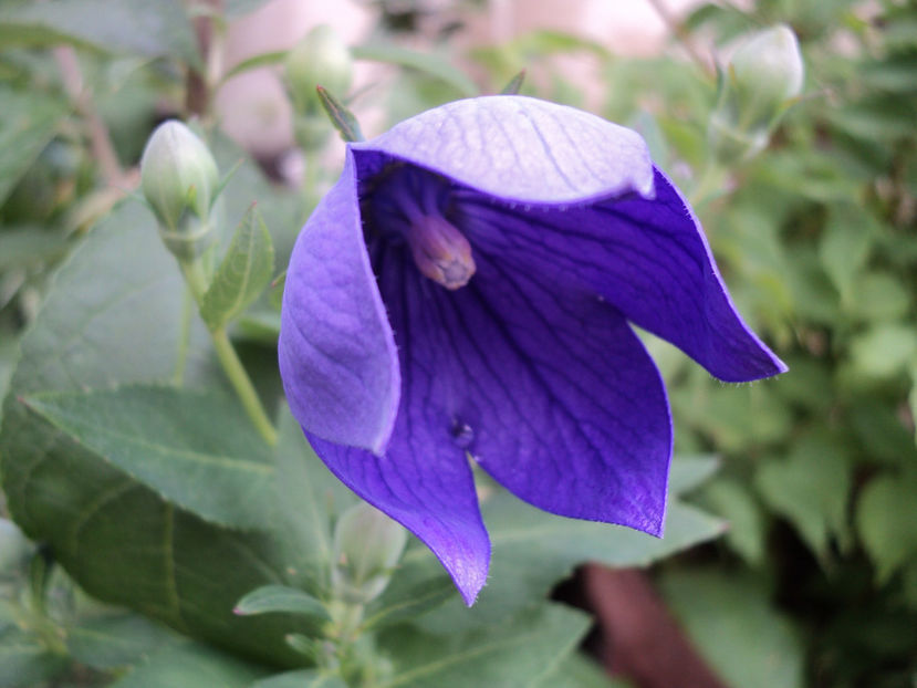 poze 2015 319 - Vara