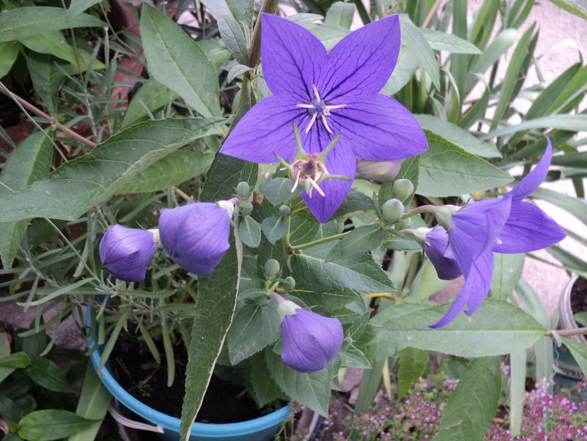 poze 2015 413 - Vara