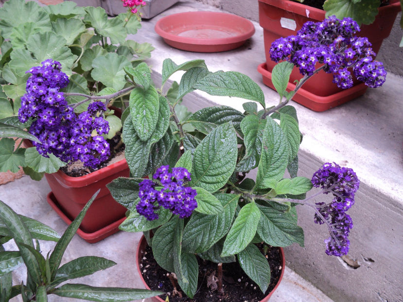 poze 2015 326 - Vara