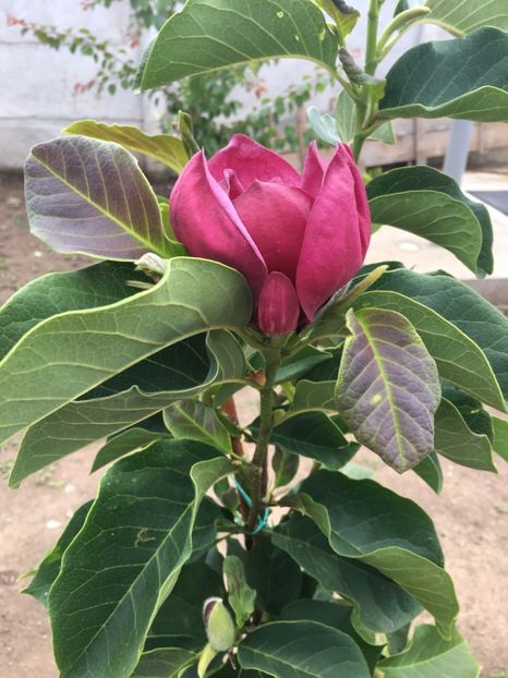 Prima floare magnolia Genie - Magnolii