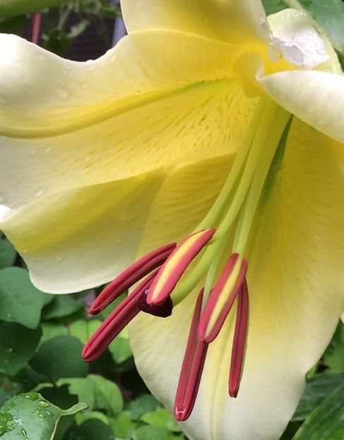 5E3B97FC-A2E5-4216-9100-D00AED52CD2C - Crini in gradina