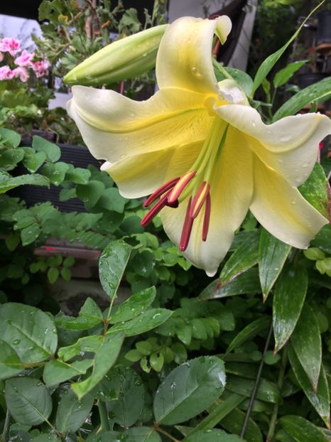 DA1E4BC7-4AA9-4912-9562-AA7EB39AAC30 - Crini in gradina