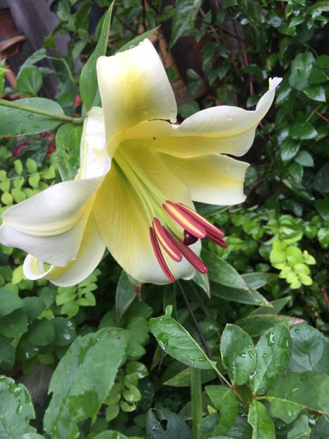 E454F670-8142-4969-B09A-1E31F6572531 - Crini in gradina