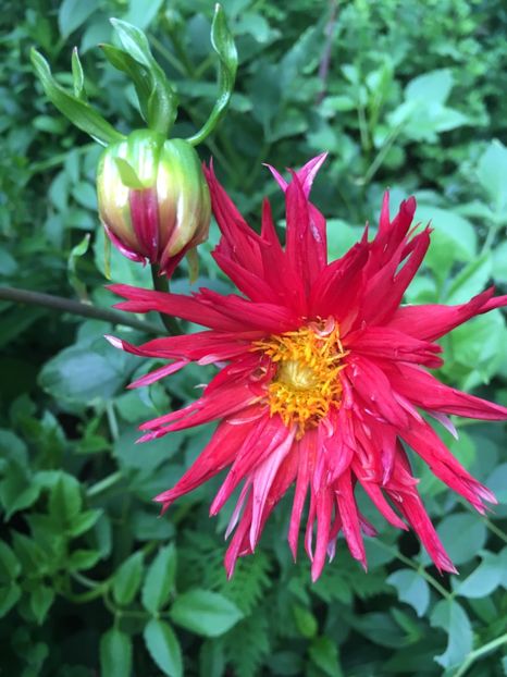 83934D85-9D14-4E7A-9F75-B69887FFBE70 - Dalii 2018