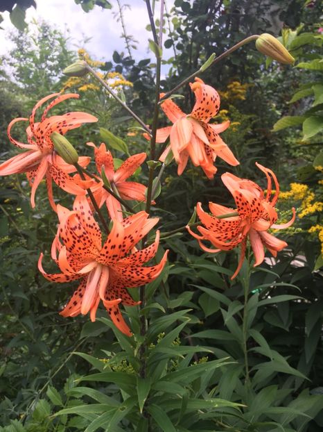 E05F806C-5281-4F46-9D8E-940DC9E98BDB - Crini in gradina