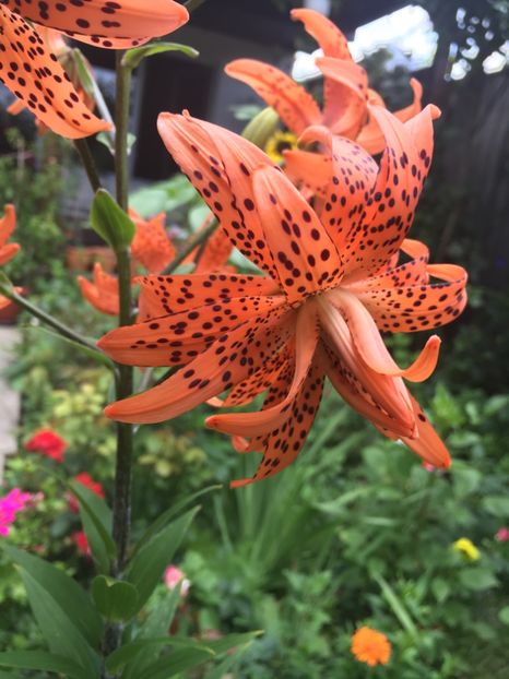 1C0075E6-0880-4AC3-970D-79F781FD3CA0 - Crini in gradina