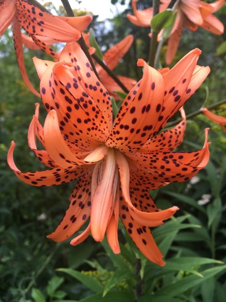 82151C5D-2335-4058-9F38-CAA33EF06458 - Crini in gradina