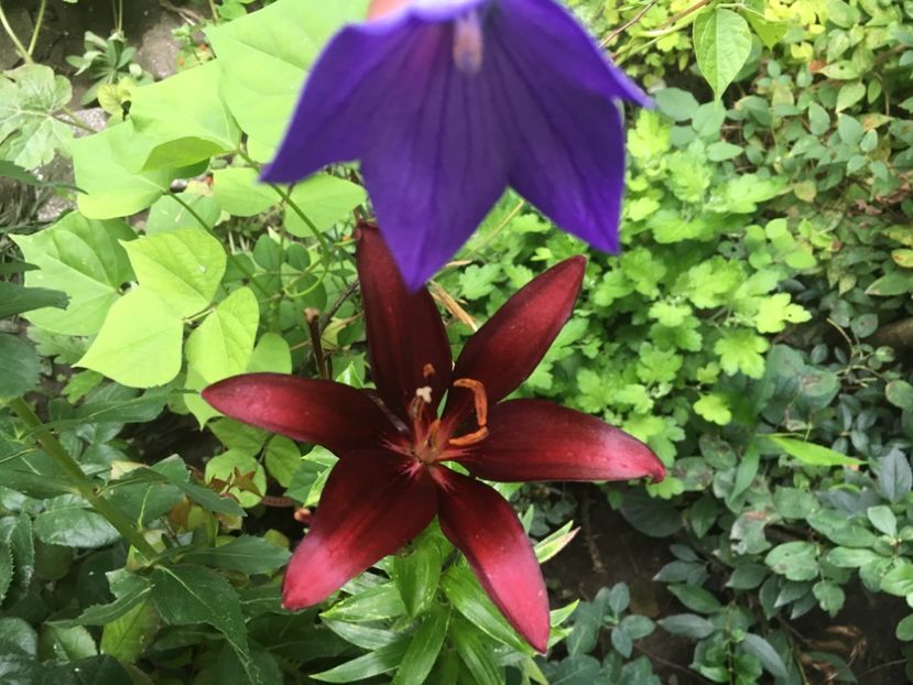 97F3A0FC-55E5-4940-888B-EB1ADAD7DADE - Crini in gradina