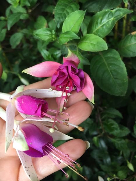 E252F0D8-054B-49DD-9E41-22F911CB046B - Fucsii 2018