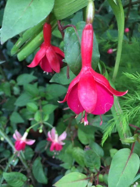 Marinka - Fucsii 2018