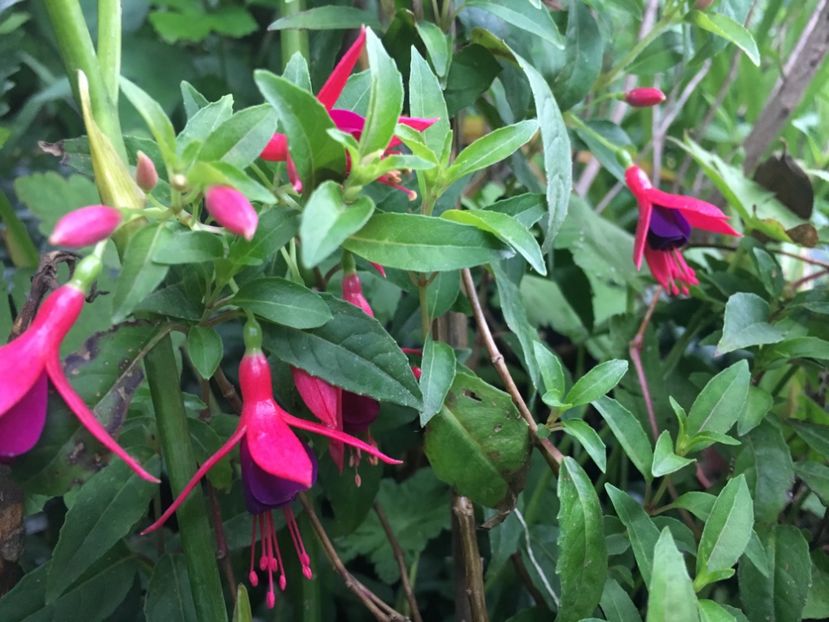 Electric light - Fucsii 2018