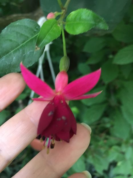 George Barlett - Fucsii 2018