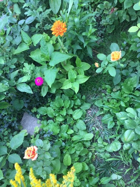 2D3367FC-702B-40A9-B20E-89A0DFB4772A - Flori de vara 2018