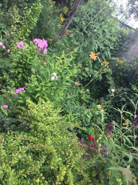 BE5FD74E-591F-4DAD-B658-21D03FDD11E1 - Flori de vara 2018