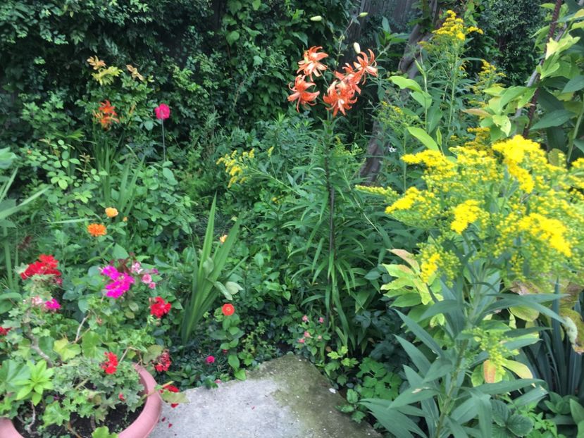 7FCECD2E-499F-4340-8BE2-BF2ED92DE07C - Flori de vara 2018