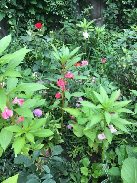 FE6C2823-F03B-4BF8-9B83-CC907AF777DB - Flori de vara 2018