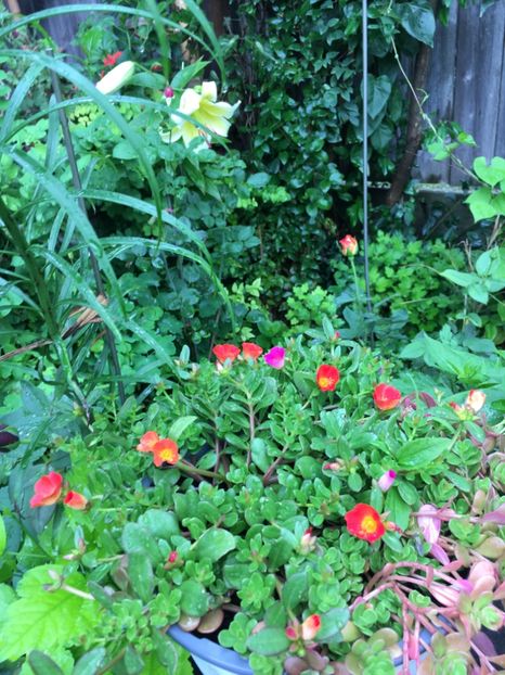 A7DBC9B6-F088-470C-BC51-523692B8CFA3 - Flori de vara 2018