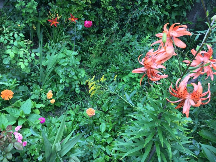 1DAF34B5-1BF3-461E-8D12-DCE4854AA746 - Flori de vara 2018