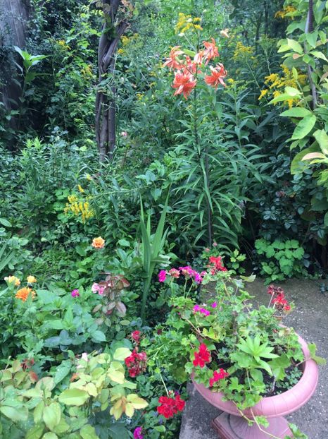 9AB738A9-733C-4361-933E-C377BB965680 - Flori de vara 2018