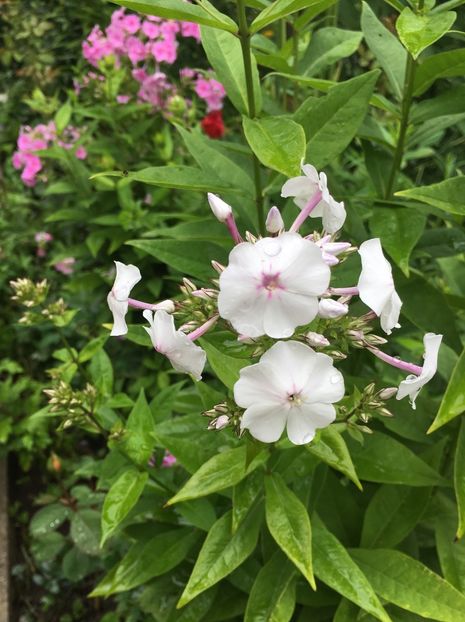 B533A34C-46E2-4E19-83BB-D42DE7D5C1F1 - Flox 2018