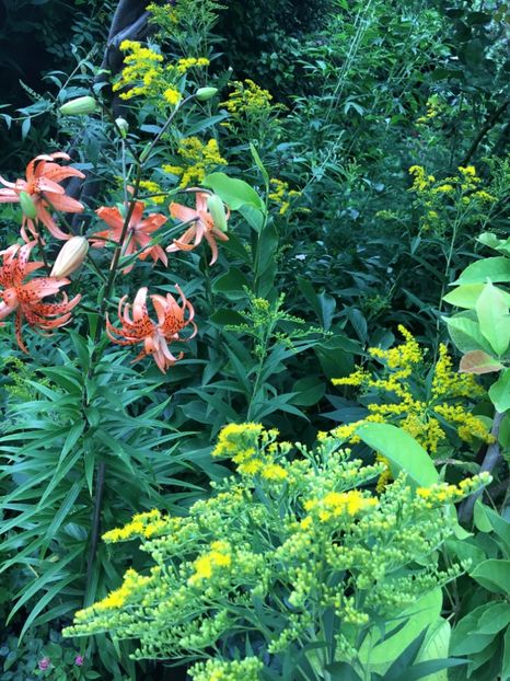 4DE12B0D-71B6-4F1D-BFAC-D0C4FB662742 - Flori de vara 2018