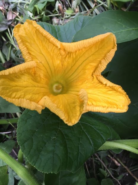 E27F82F5-98DC-4D91-9A8F-93B212427D8D - Flori de vara 2018