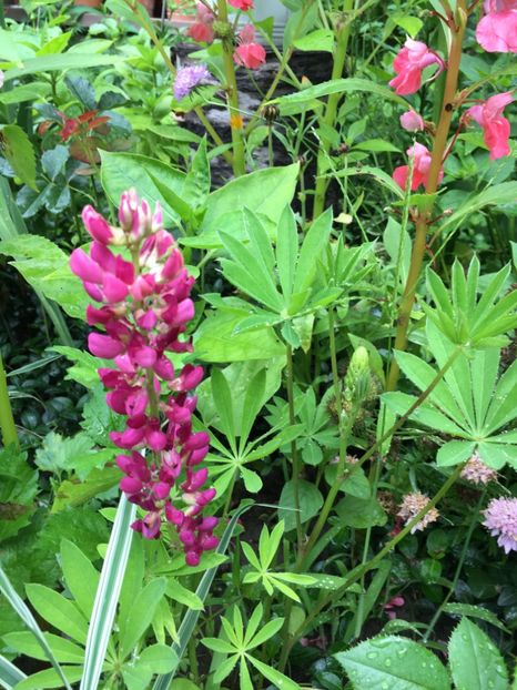 3D830948-6EE5-4127-891D-244C584EA26F - Flori de vara 2018