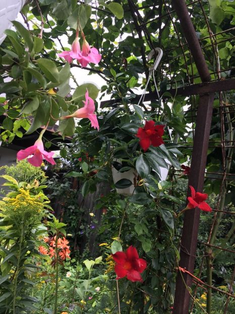 587F9629-8A20-4796-96FE-BF49A81ACA1D - Mandeville 2018