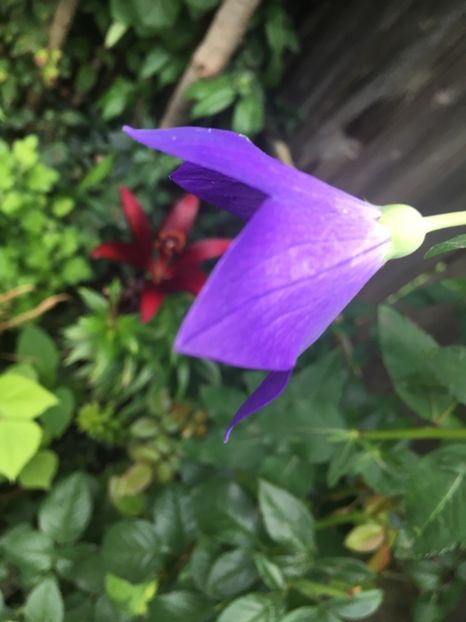 DAE5ADE0-21E8-4F88-AFD1-7EB311D6F052 - Platycodon floare balon