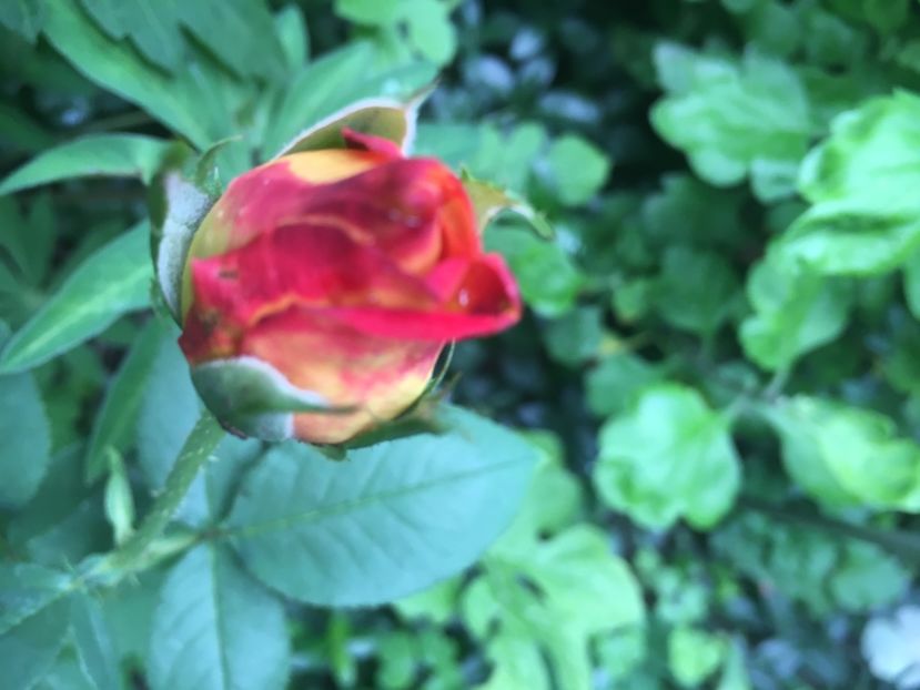  - Trandafiri 2018 ll