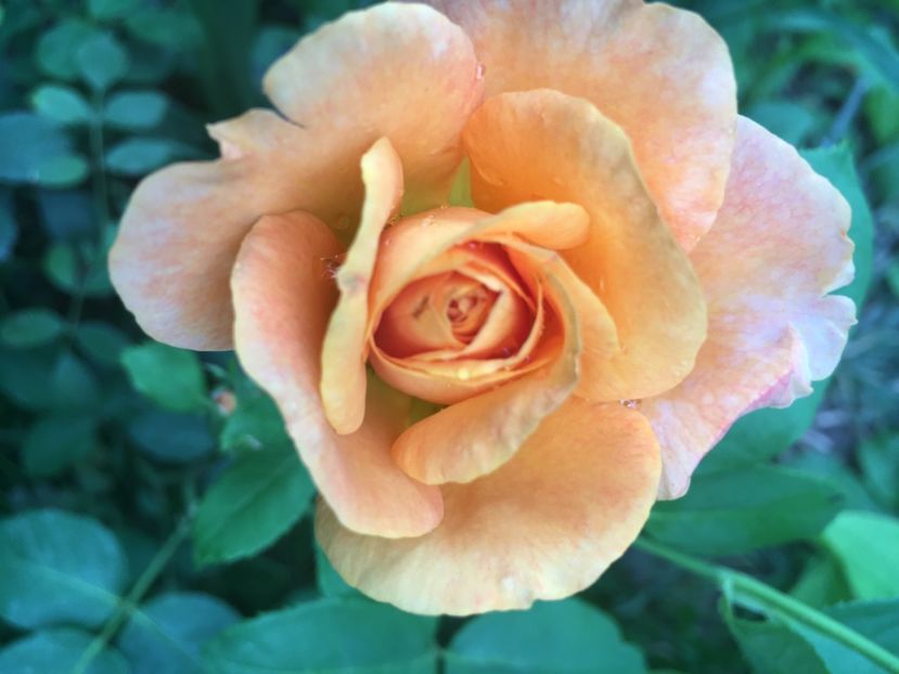 Remy martin - Trandafiri 2018 ll