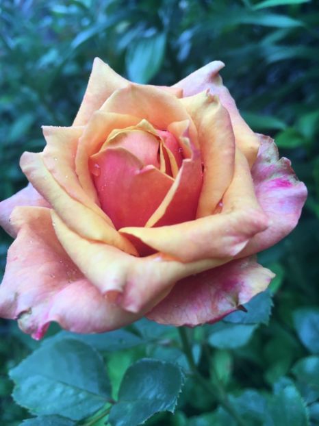 Cherry brandy - Trandafiri 2018 ll