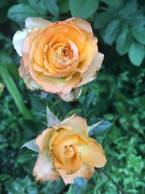 Bulgaresc - Trandafiri 2018 ll