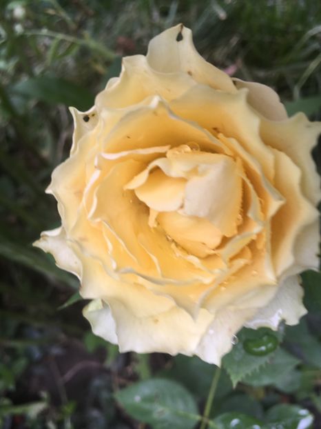 jalitah - Trandafiri 2018 ll