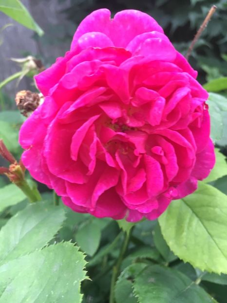 necunoscut - Trandafiri 2018 ll