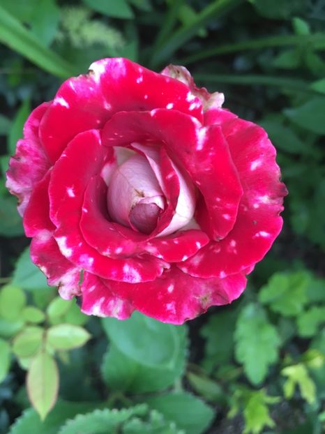 Osiria cu pete - Trandafiri 2018 ll